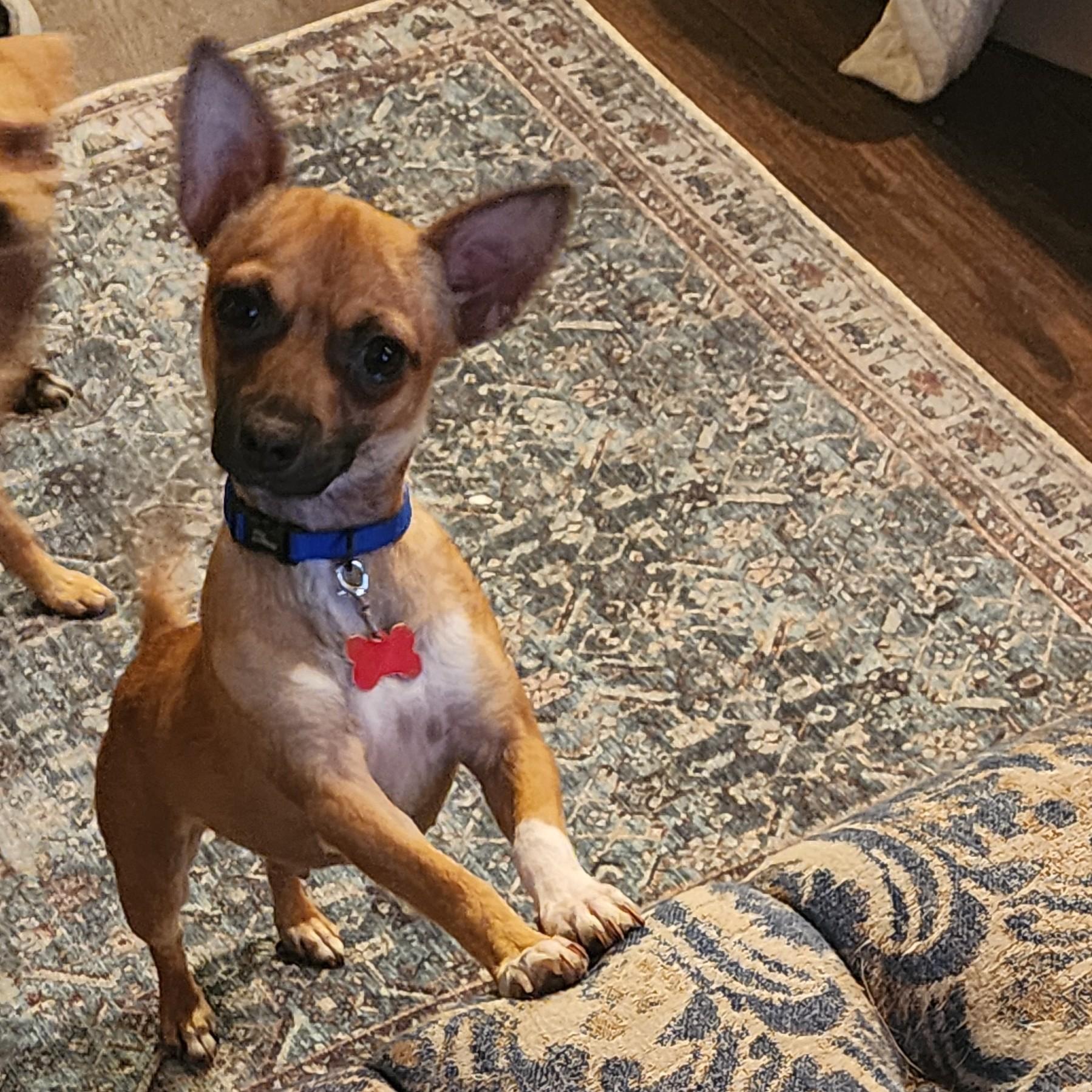 Enlarge Sunshine, a ADOPTABLE Chihuahua in Lewisville, TX image 3/3