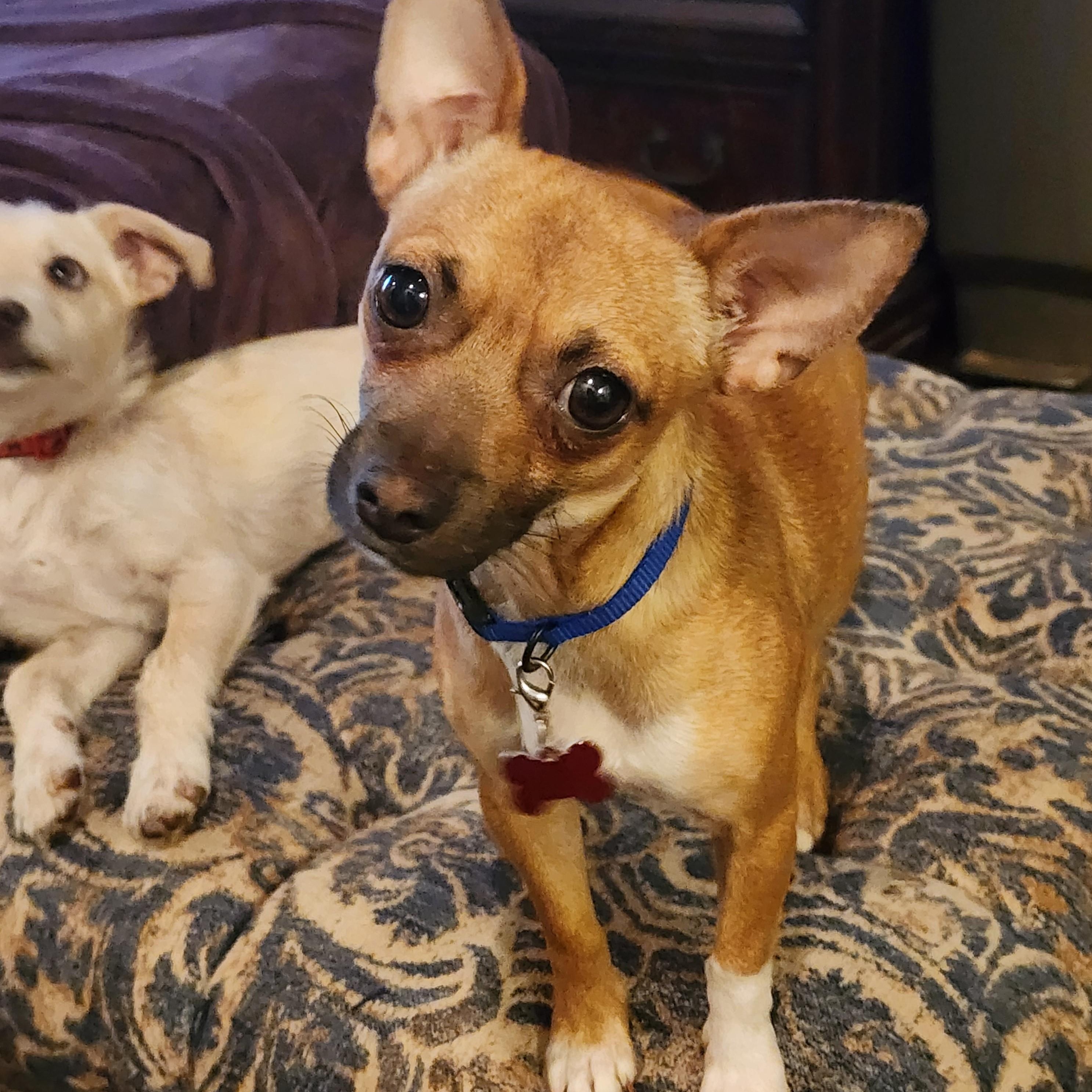 Sunshine, ADOPTABLE, Young Female Chihuahua.