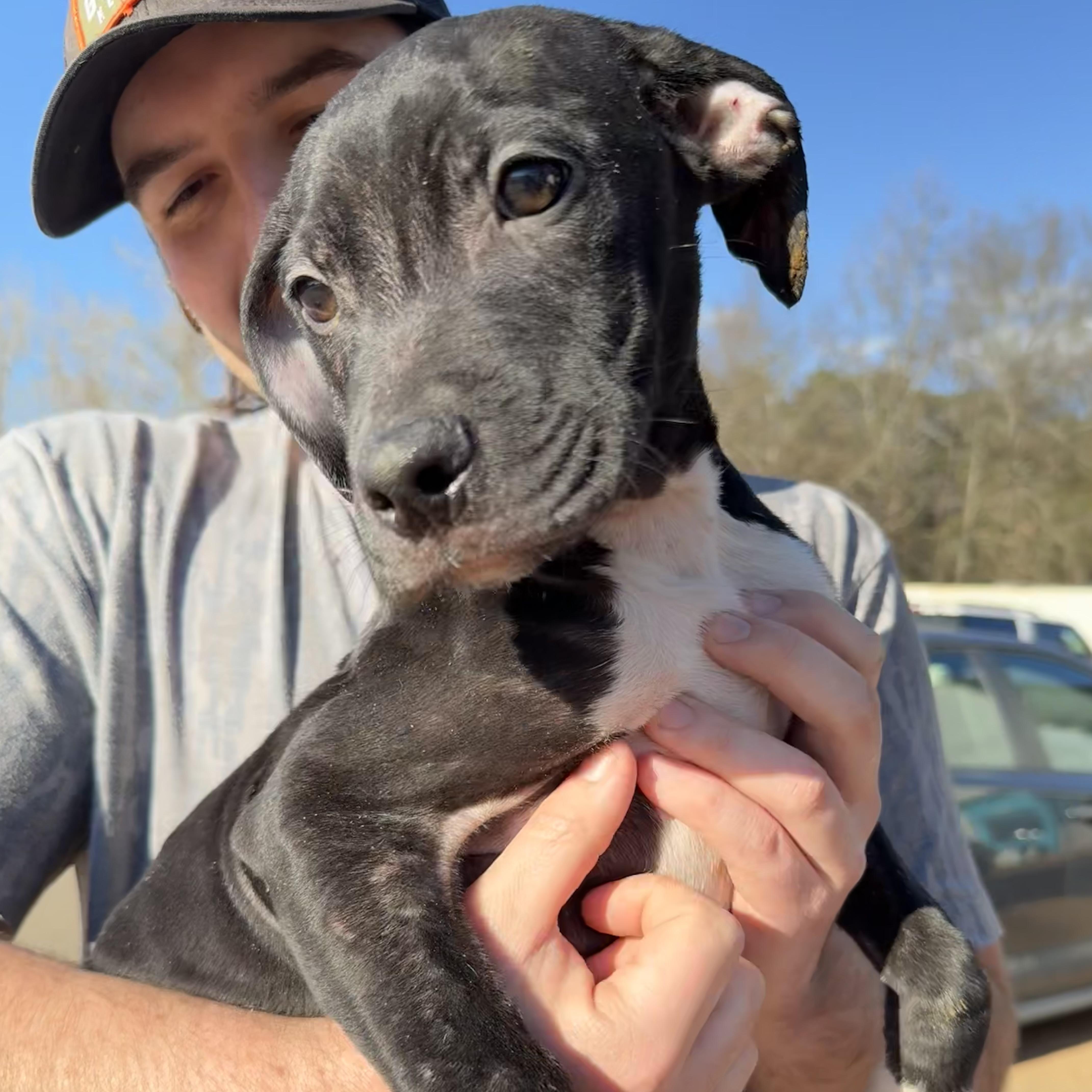 Protein Bar — thumbnail 3