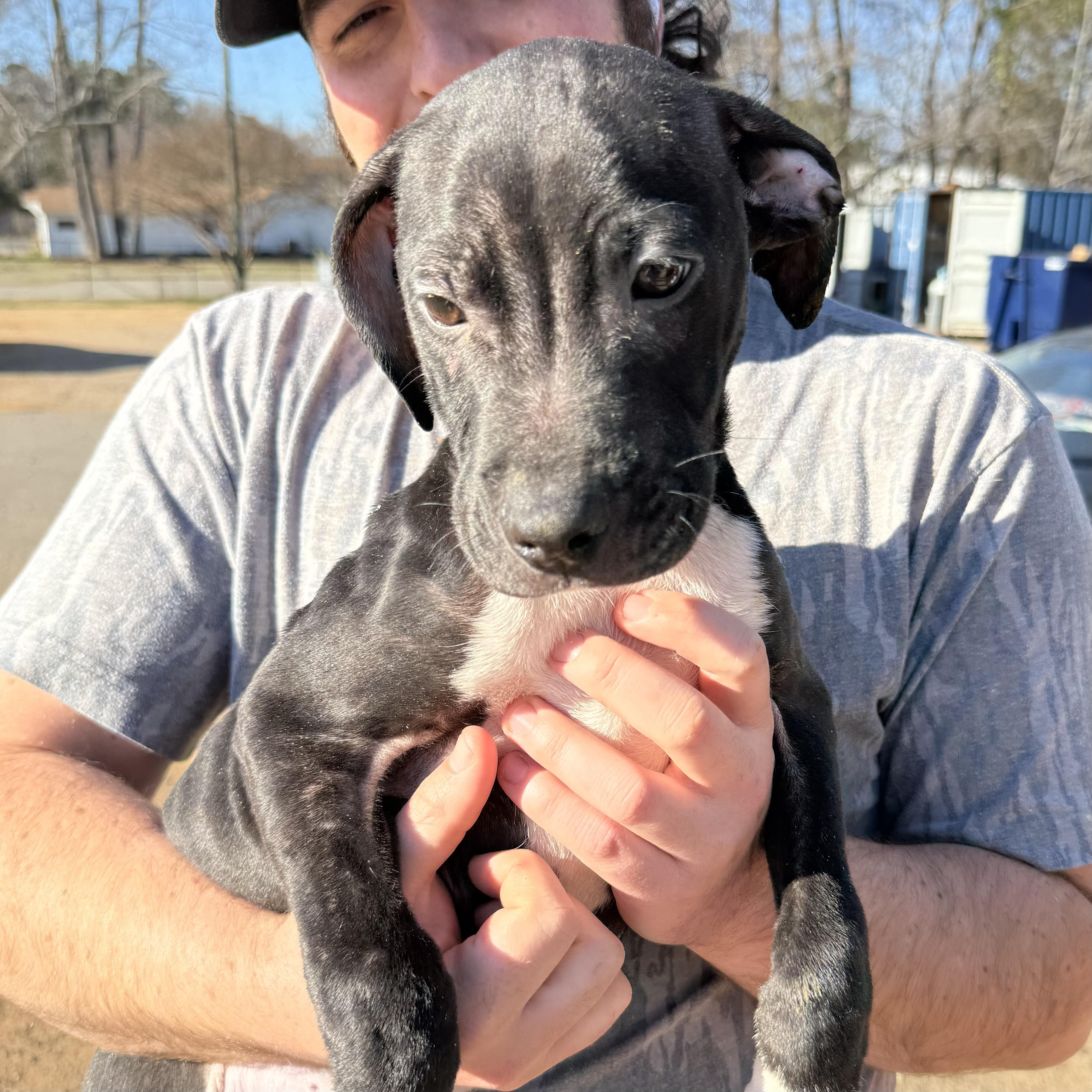 Protein Bar — thumbnail 4