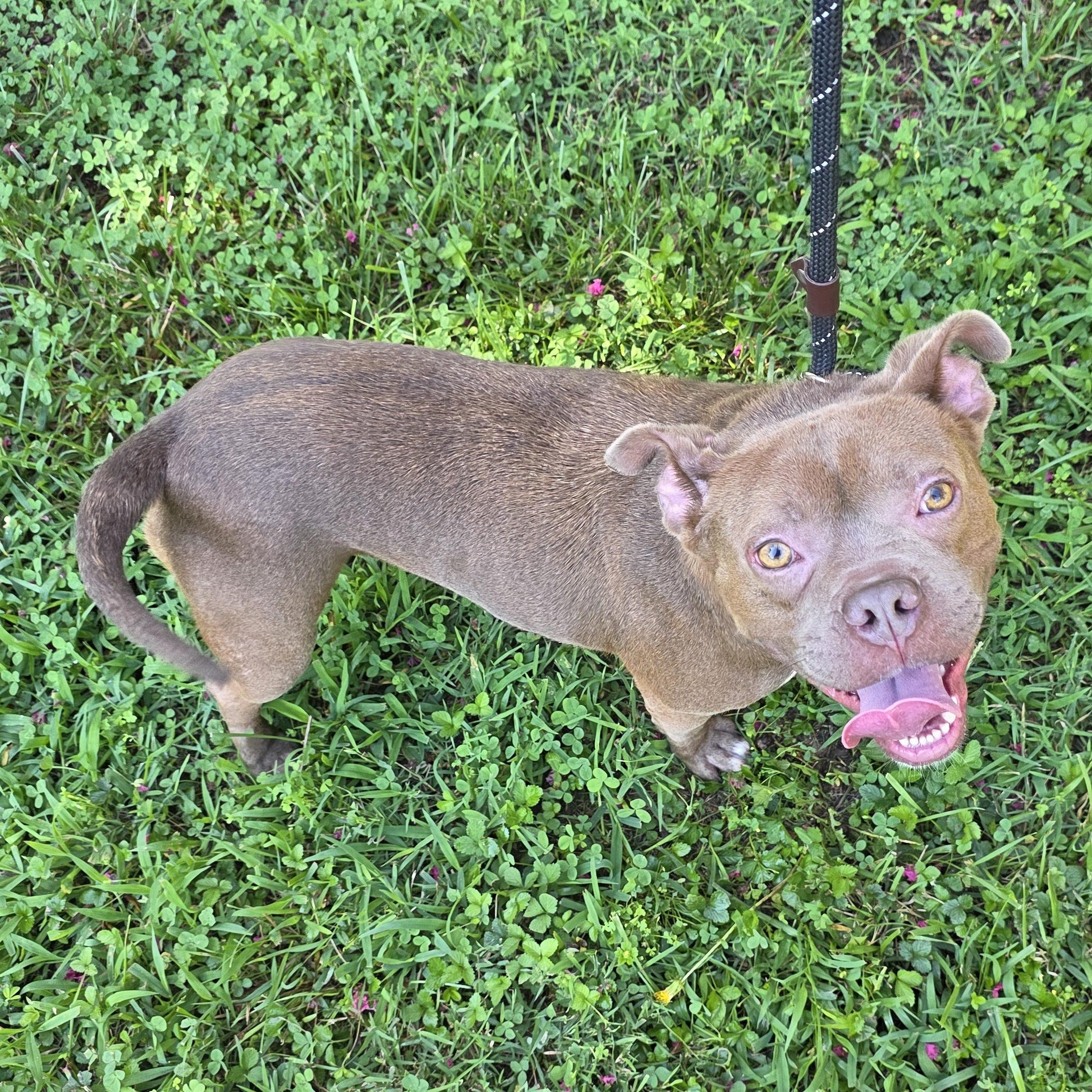 Enlarge Goldfish, a Adoptable Mixed Breed in Greensboro, NC image 3/6
