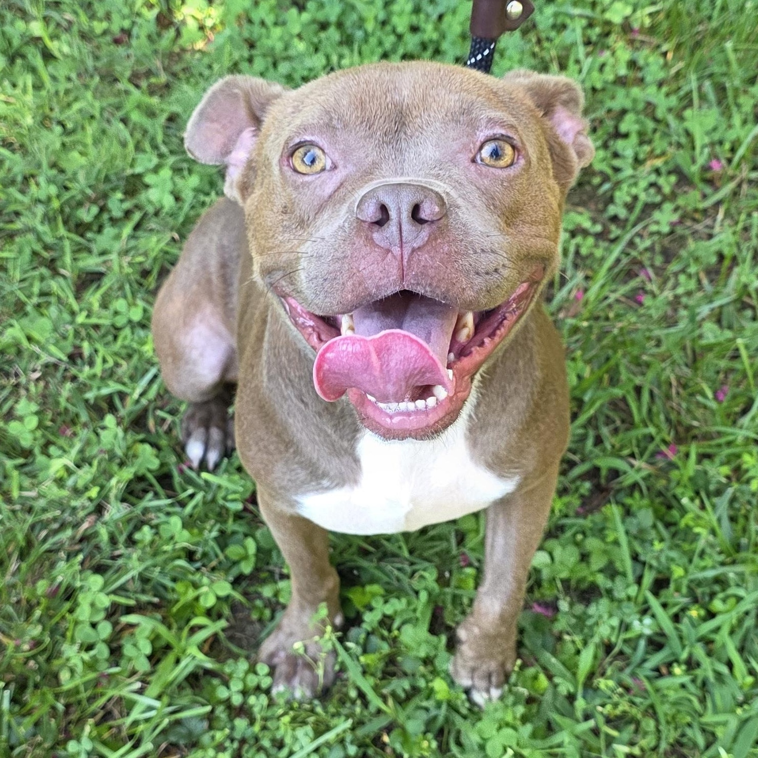 Enlarge Goldfish, a Adoptable Mixed Breed in Greensboro, NC image 2/6