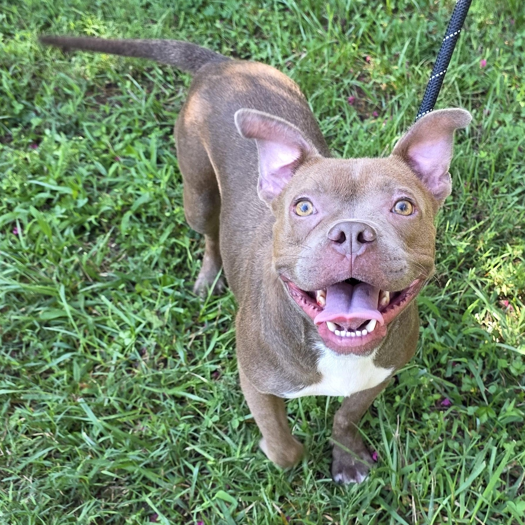 Goldfish, Adoptable, Adult Female Mixed Breed.