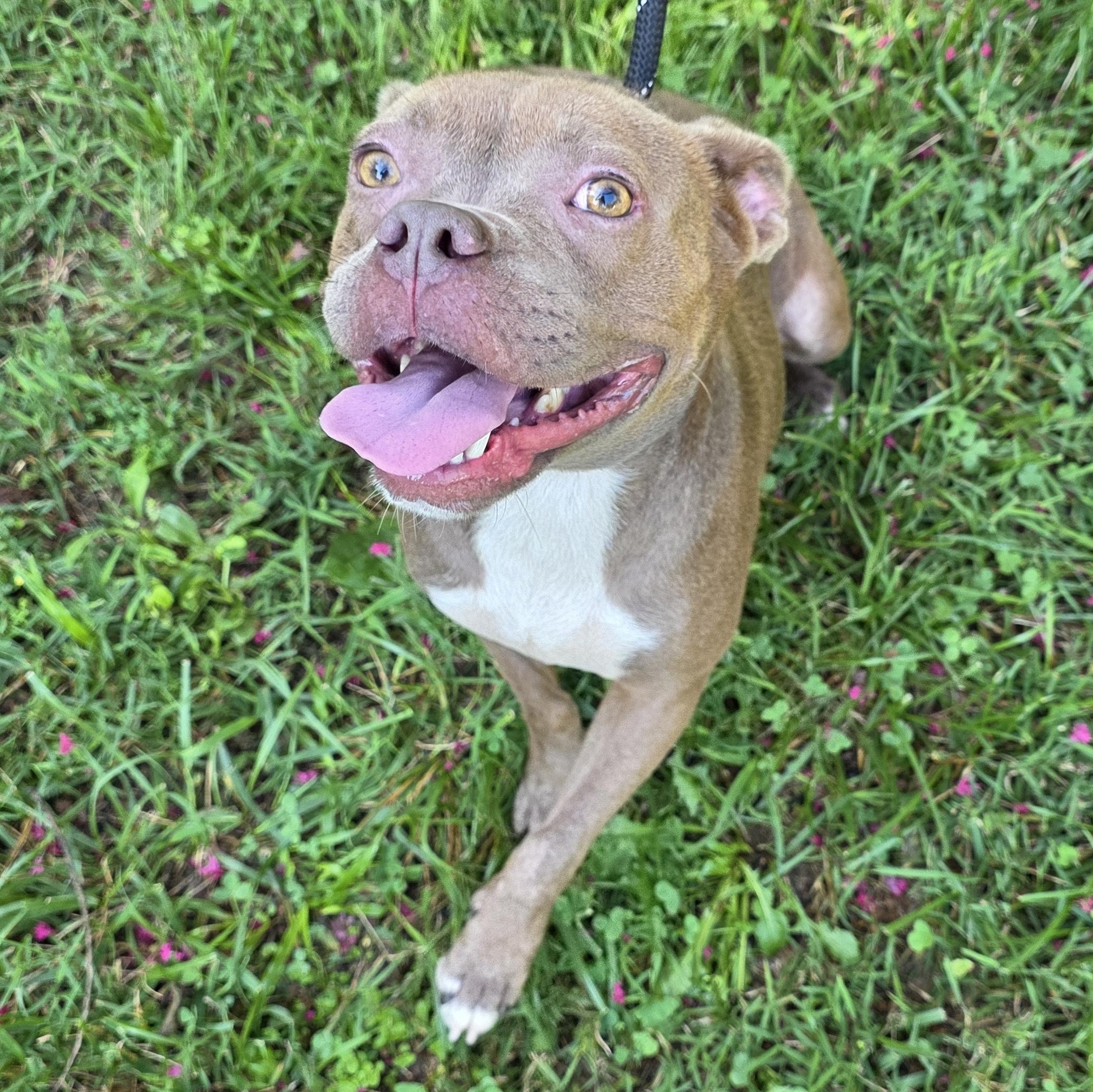 Enlarge Goldfish, a Adoptable Mixed Breed in Greensboro, NC image 5/6