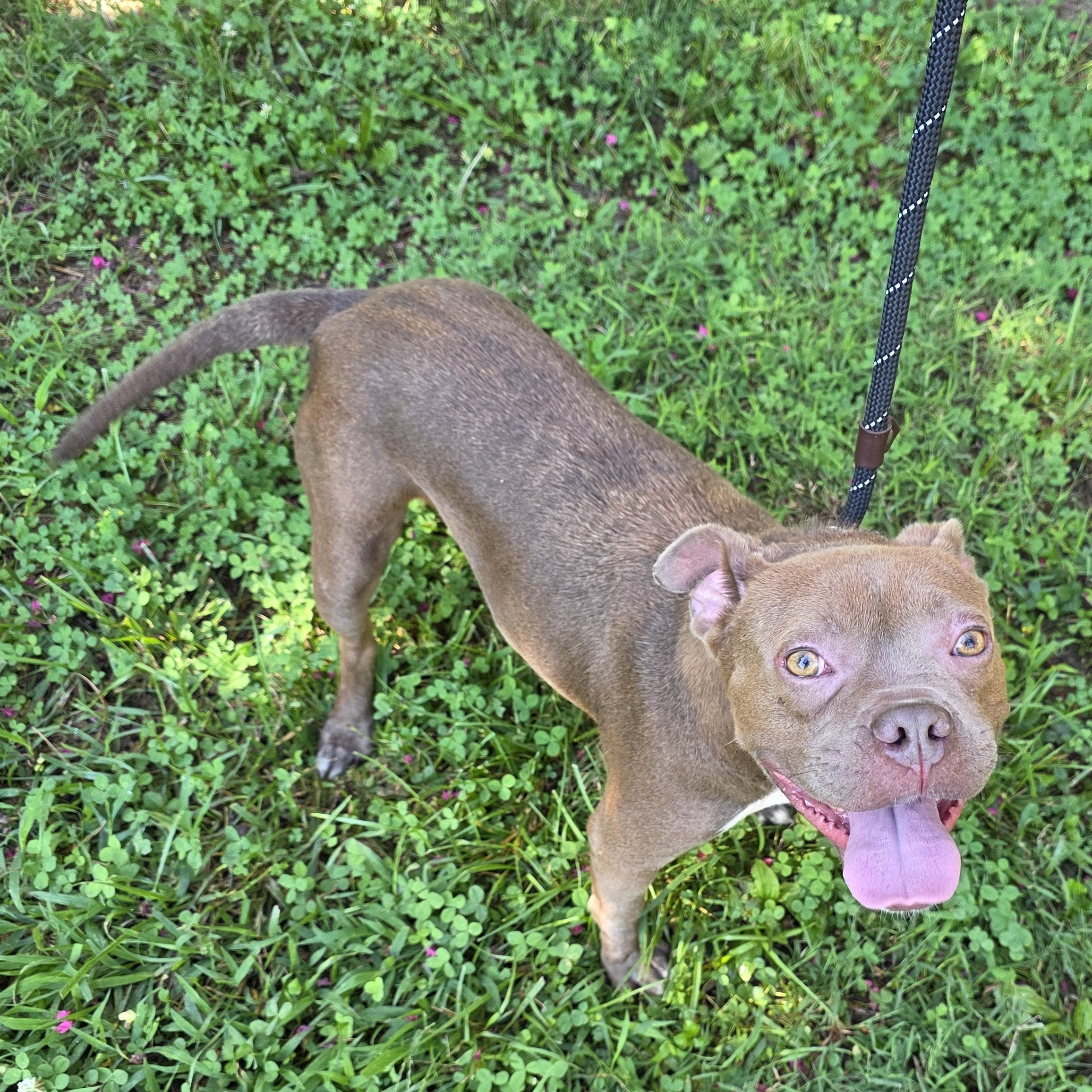 Enlarge Goldfish, a Adoptable Mixed Breed in Greensboro, NC image 6/6