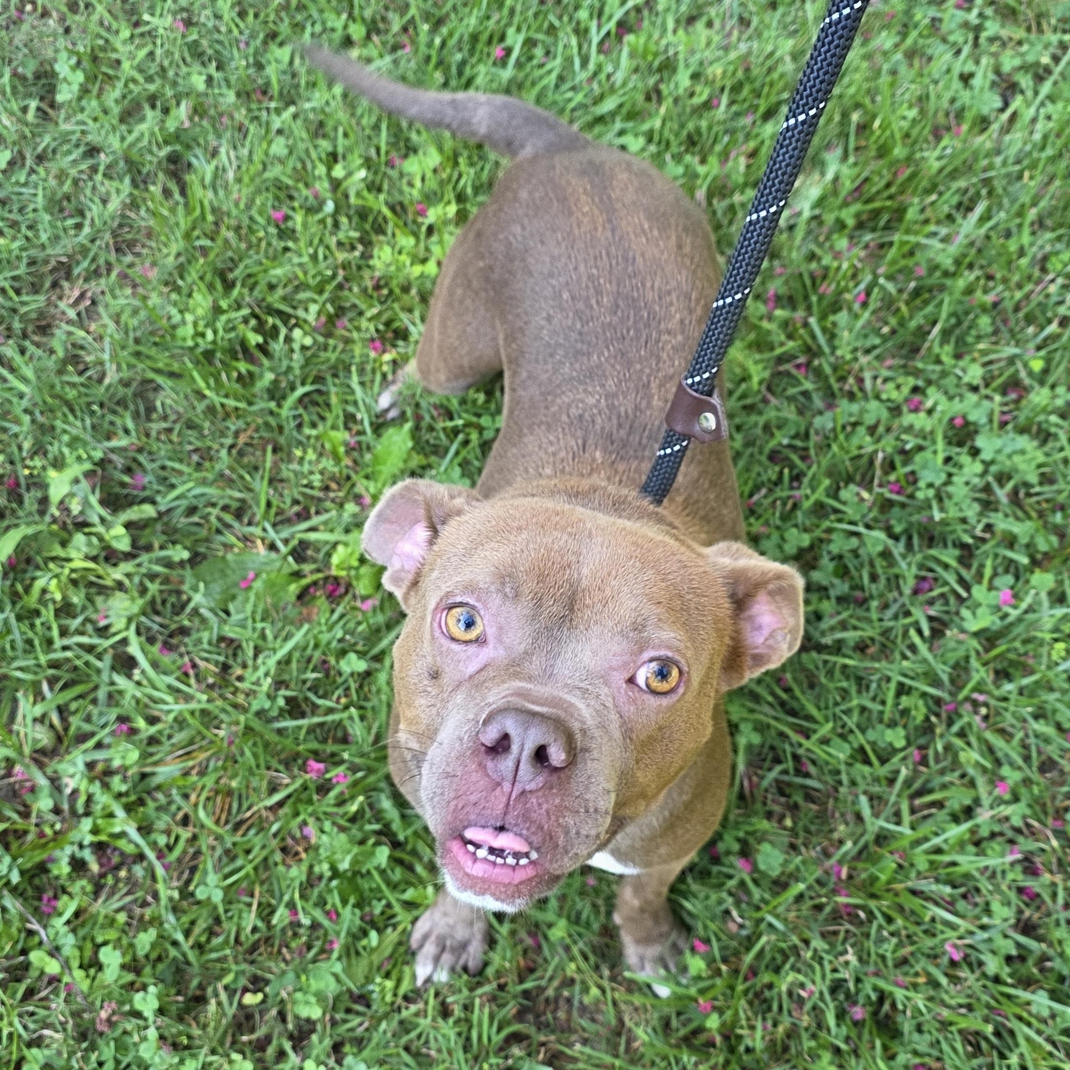 Enlarge Goldfish, a Adoptable Mixed Breed in Greensboro, NC image 4/6