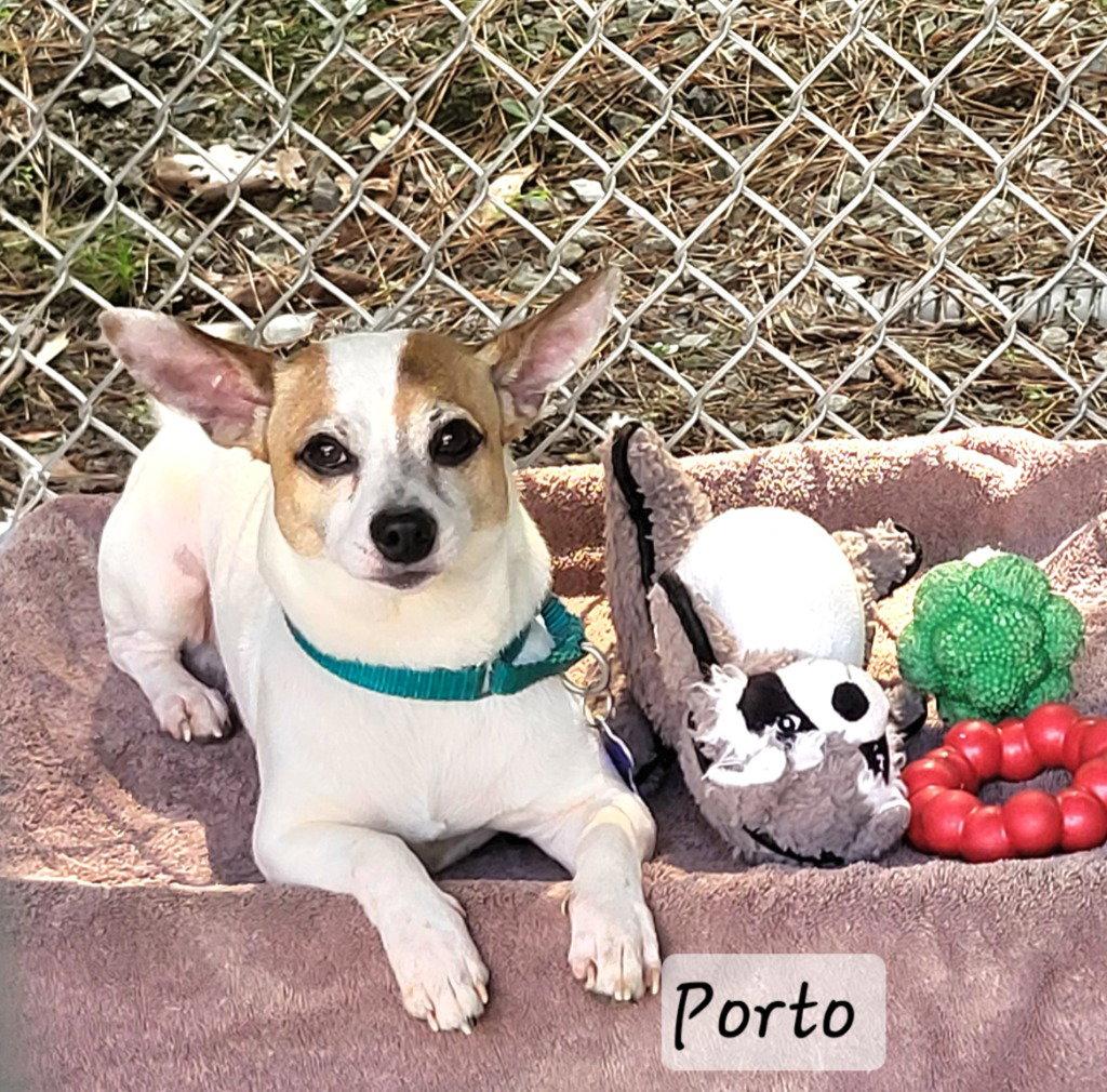Porto, Adoptable, Adult Male Jack Russell Terrier & Chihuahua.