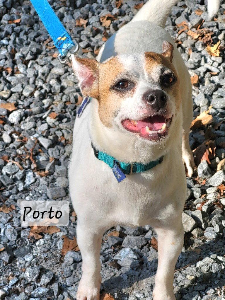Enlarge Porto, a Adoptable mixed breed in Ellijay, GA image 3/3