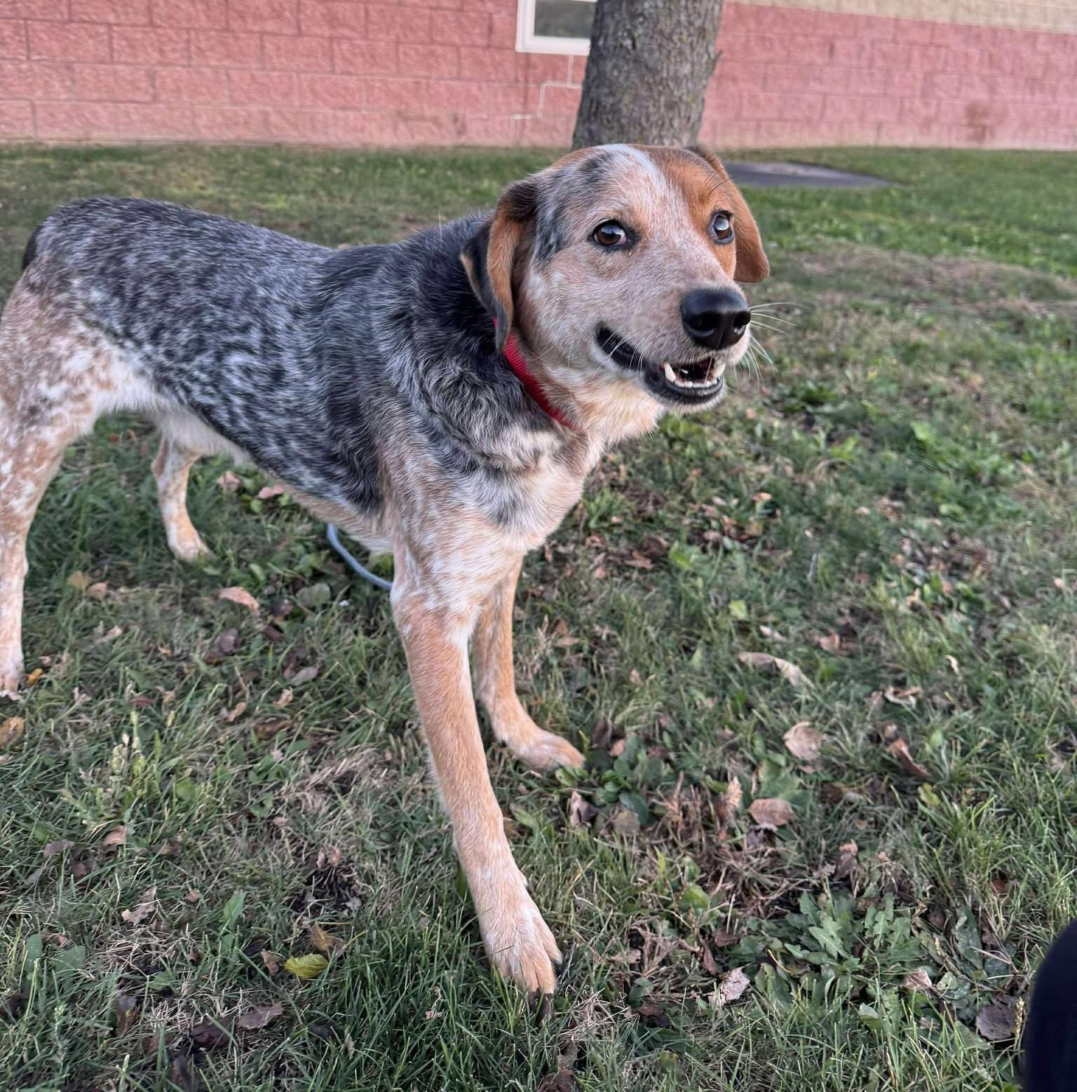Enlarge Zeus, a Adoptable mixed breed in Maryville, MO image 2/4