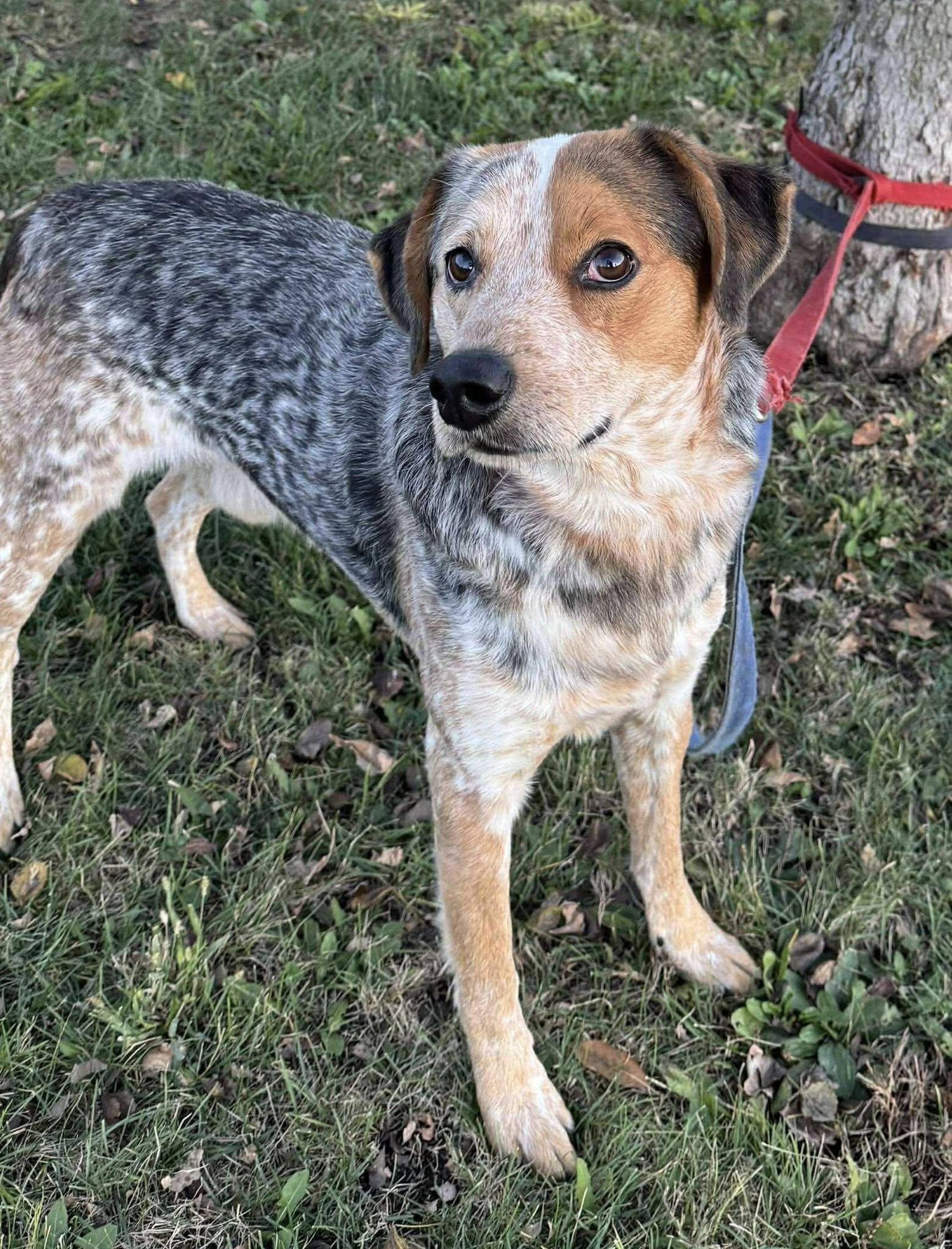 Zeus, Adoptable, Adult Male Australian Cattle Dog / Blue Heeler.