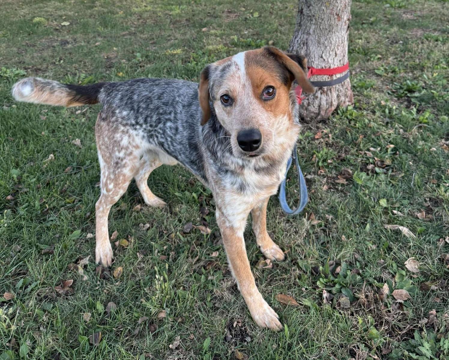 Enlarge Zeus, a Adoptable mixed breed in Maryville, MO image 3/4