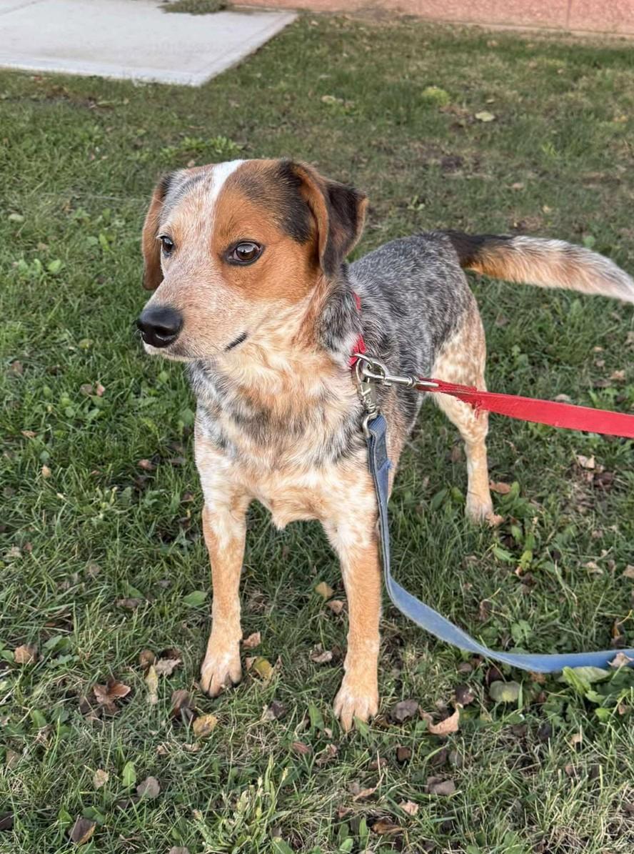 Enlarge Zeus, a Adoptable mixed breed in Maryville, MO image 4/4