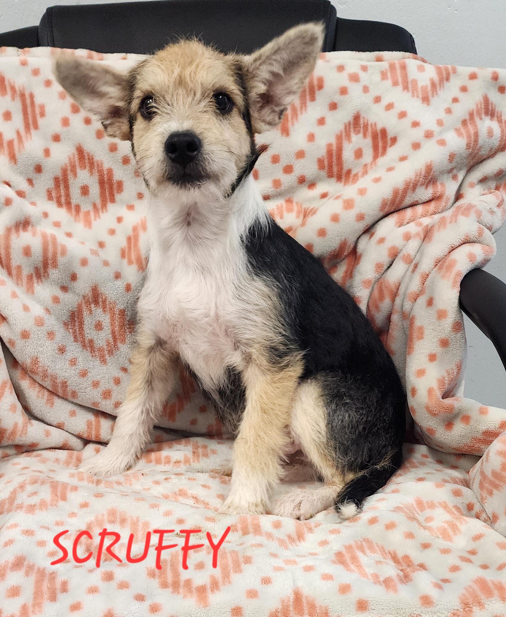 Scruffy