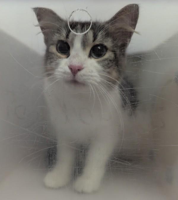 Autumn, Adoptable, Adult Female Domestic Medium Hair.