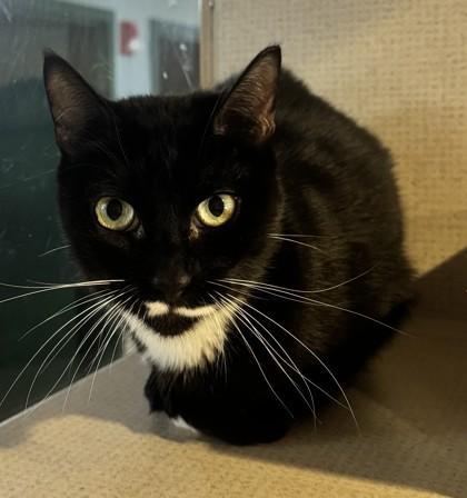 Pringles, Adoptable, Adult Male Domestic Short Hair.