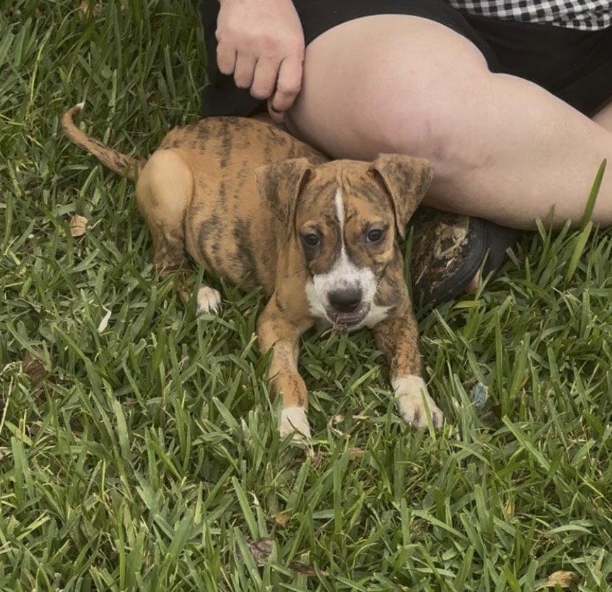Enlarge Finley, a Adoptable Beagle in Sanford, FL image 1/3