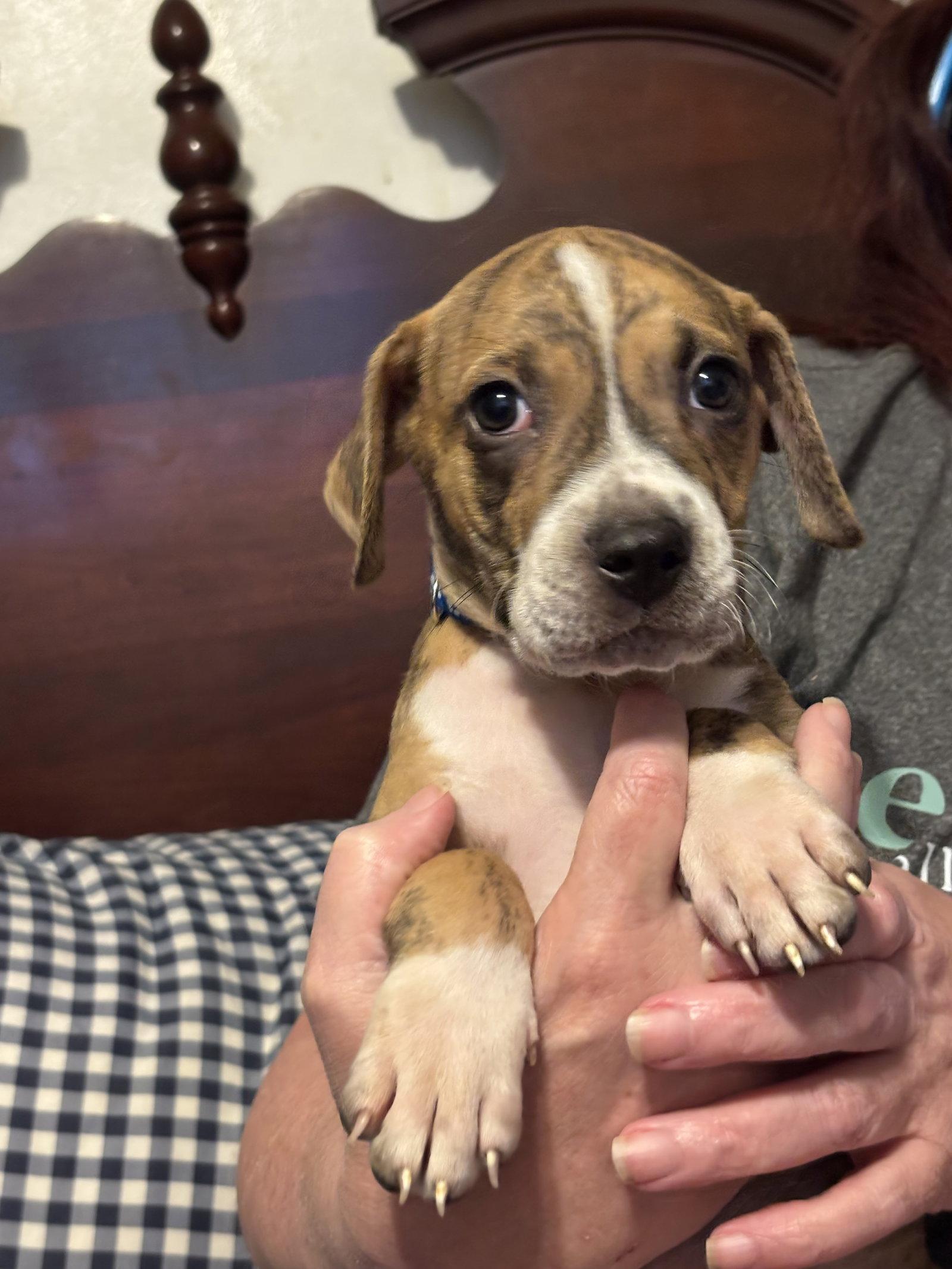 Enlarge Finley, a Adoptable Beagle in Sanford, FL image 2/3