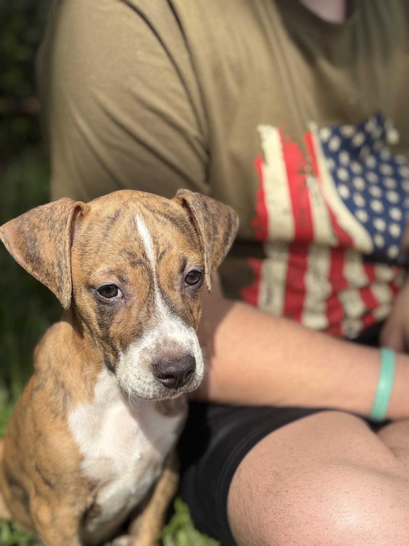 Enlarge Finley, a Adoptable Beagle in Sanford, FL image 3/3