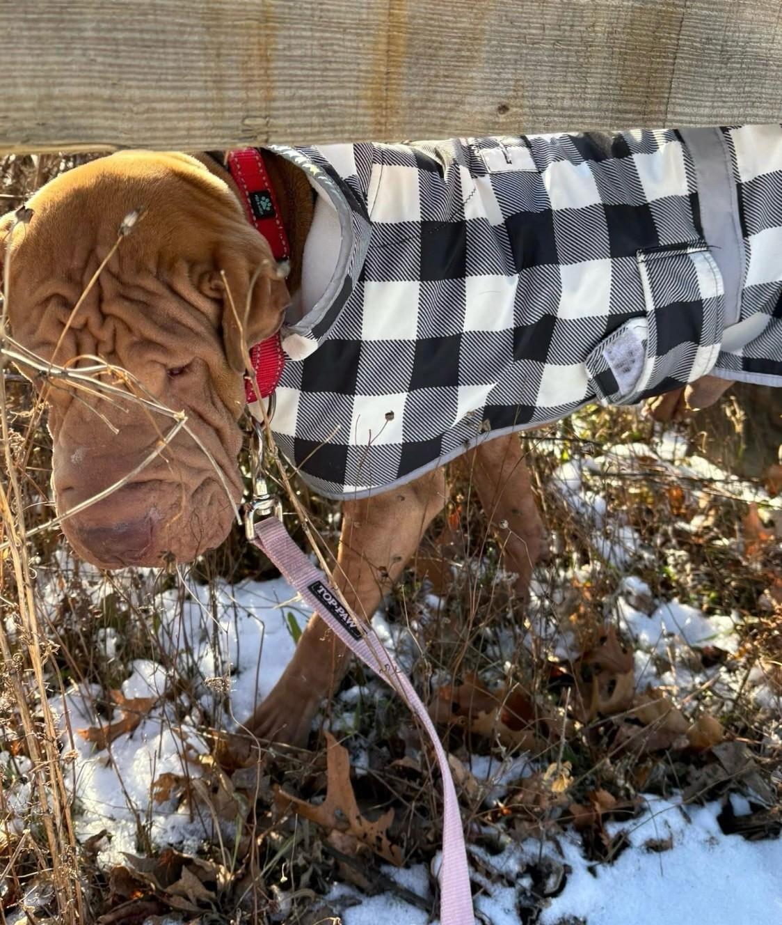 Enlarge Loucho, an adopted Shar-Pei in Quincy, MA image 2/2