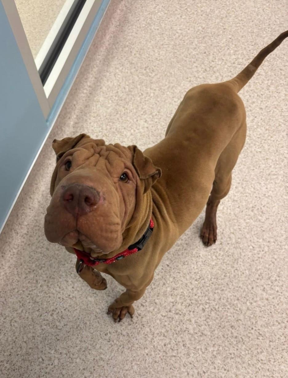 Loucho, adopted, Adult Male Shar-Pei.
