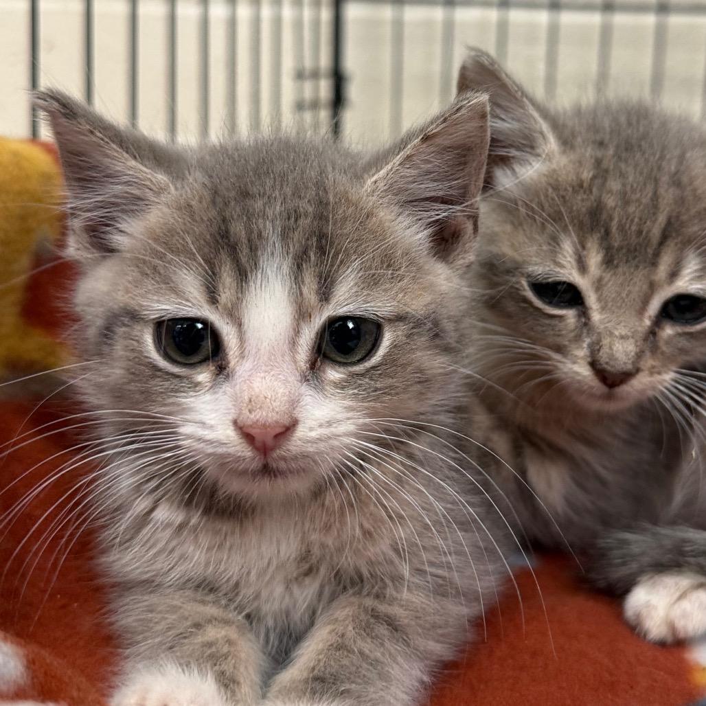 Pepper, Adoptable, Kitten Male Domestic Short Hair & Domestic Short Hair.