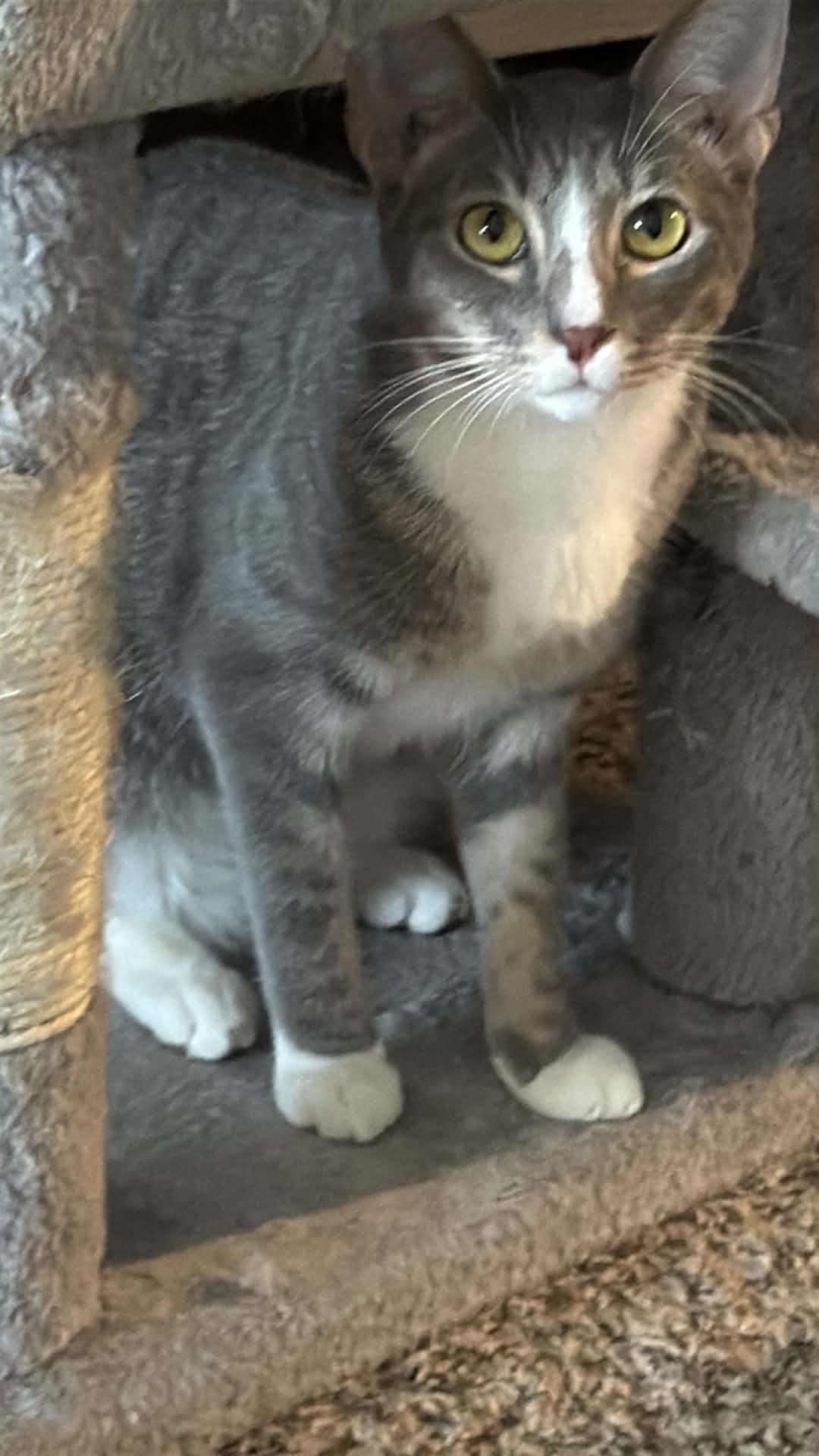 Enlarge Marley, a ADOPTABLE Domestic Short Hair in Charlotte, NC image 2/6