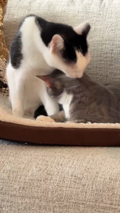Enlarge Marley, a ADOPTABLE Domestic Short Hair in Charlotte, NC video 5/6