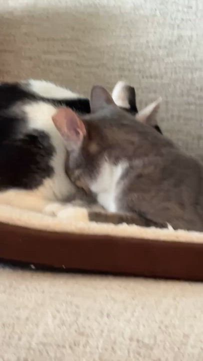 Enlarge Marley, a ADOPTABLE Domestic Short Hair in Charlotte, NC video 3/6