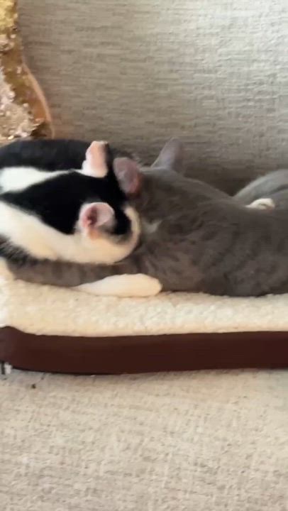 Enlarge Marley, a ADOPTABLE Domestic Short Hair in Charlotte, NC video 6/6