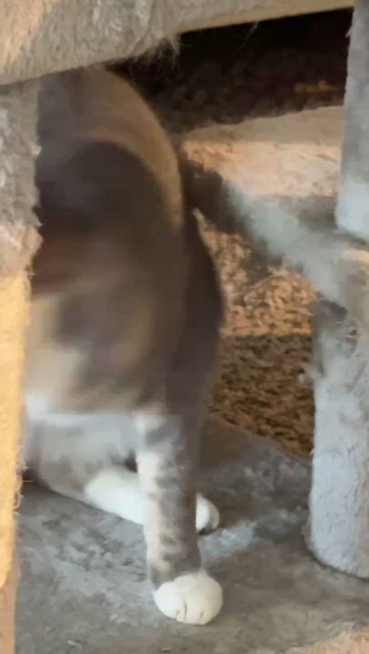 Enlarge Marley, a ADOPTABLE Domestic Short Hair in Charlotte, NC video 1/6