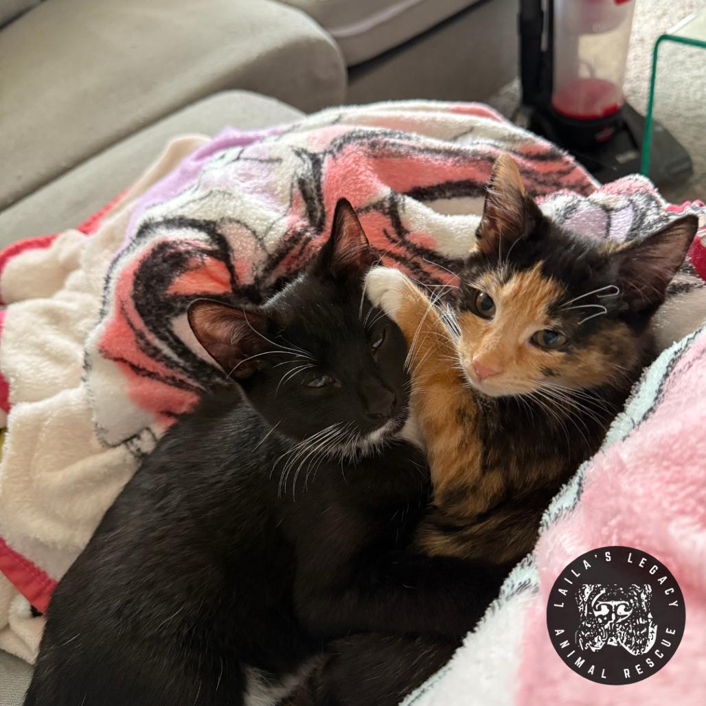 Kai, Adoptable, Kitten Female Domestic Short Hair.