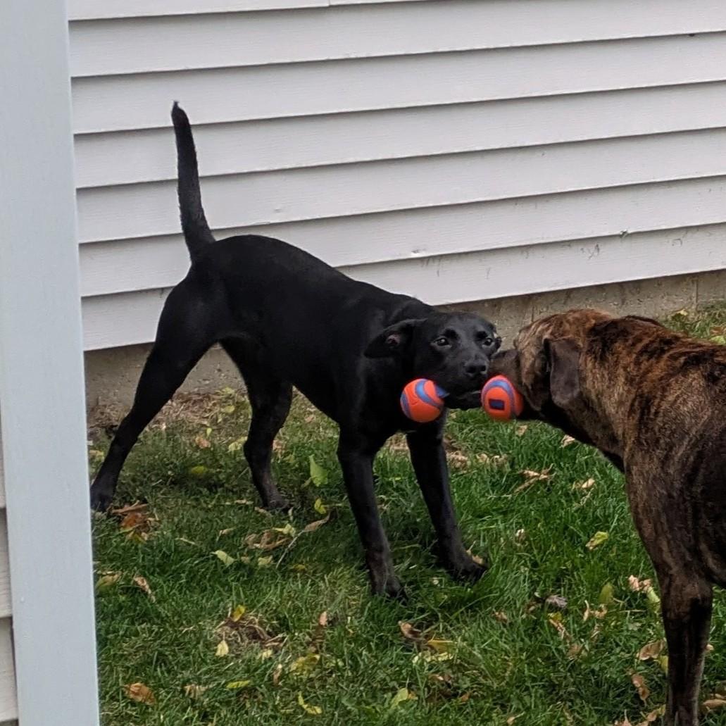 Onyx Courtesy Listing thumbnail 4