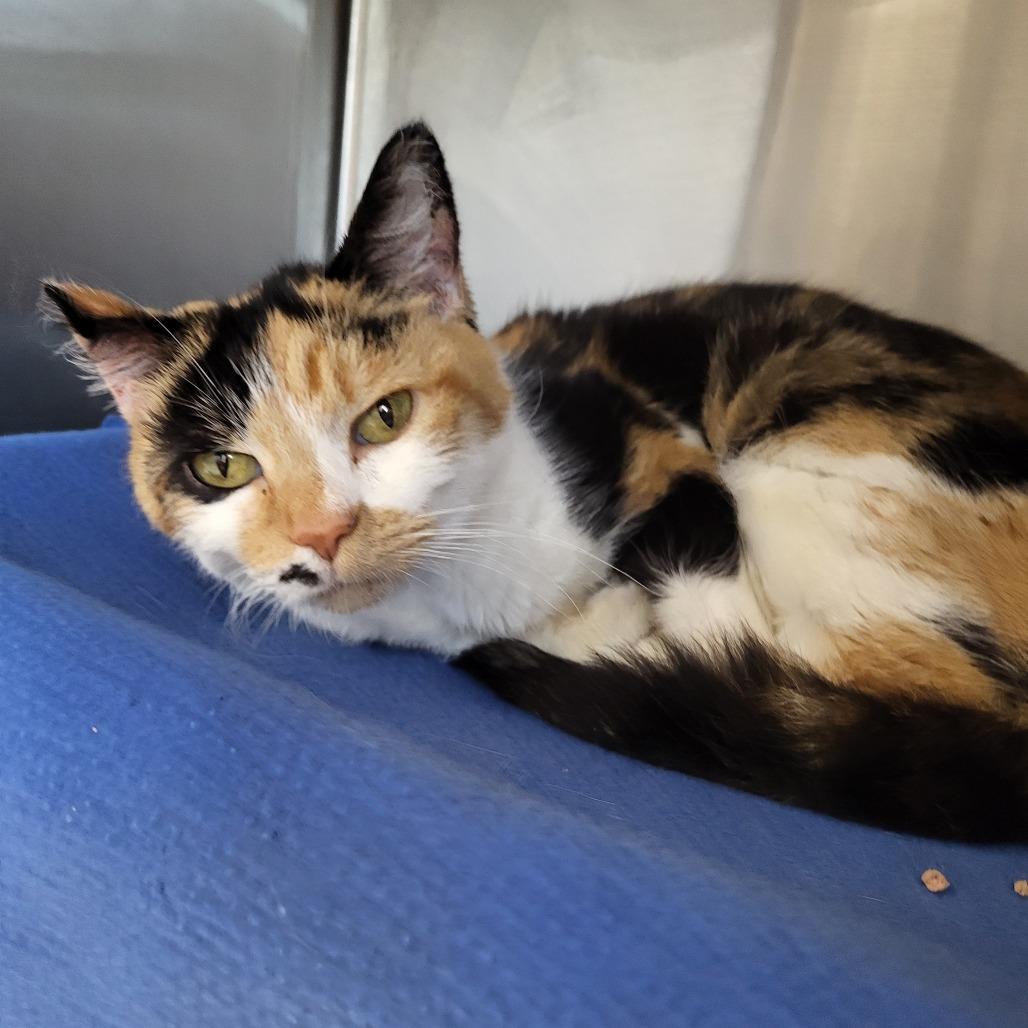 Marilyn, Adoptable, Adult Female Domestic Short Hair.