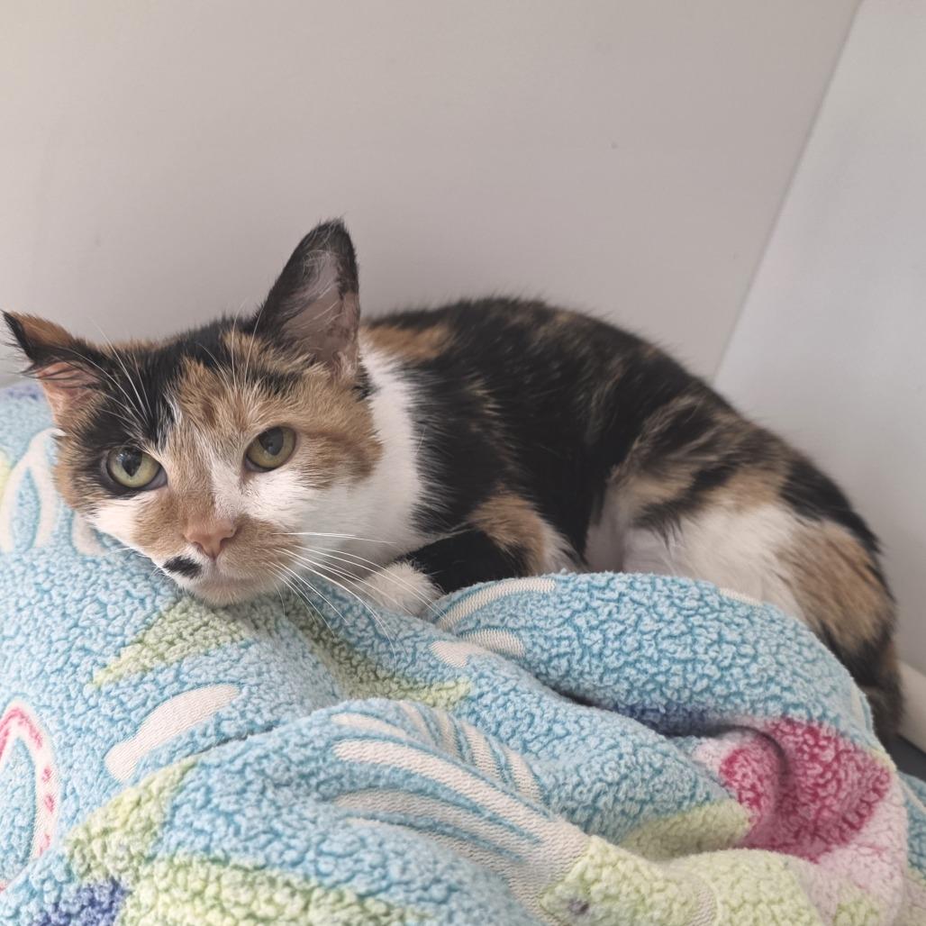 Enlarge Marilyn, a Adoptable Domestic Short Hair in Fort Wayne, IN image 2/4
