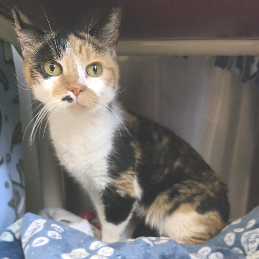 Enlarge Marilyn, a Adoptable Domestic Short Hair in Fort Wayne, IN image 3/4