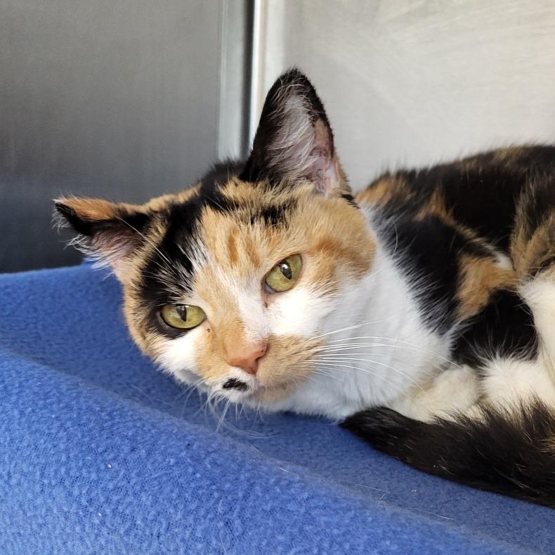Enlarge Marilyn, a Adoptable Domestic Short Hair in Fort Wayne, IN image 4/4