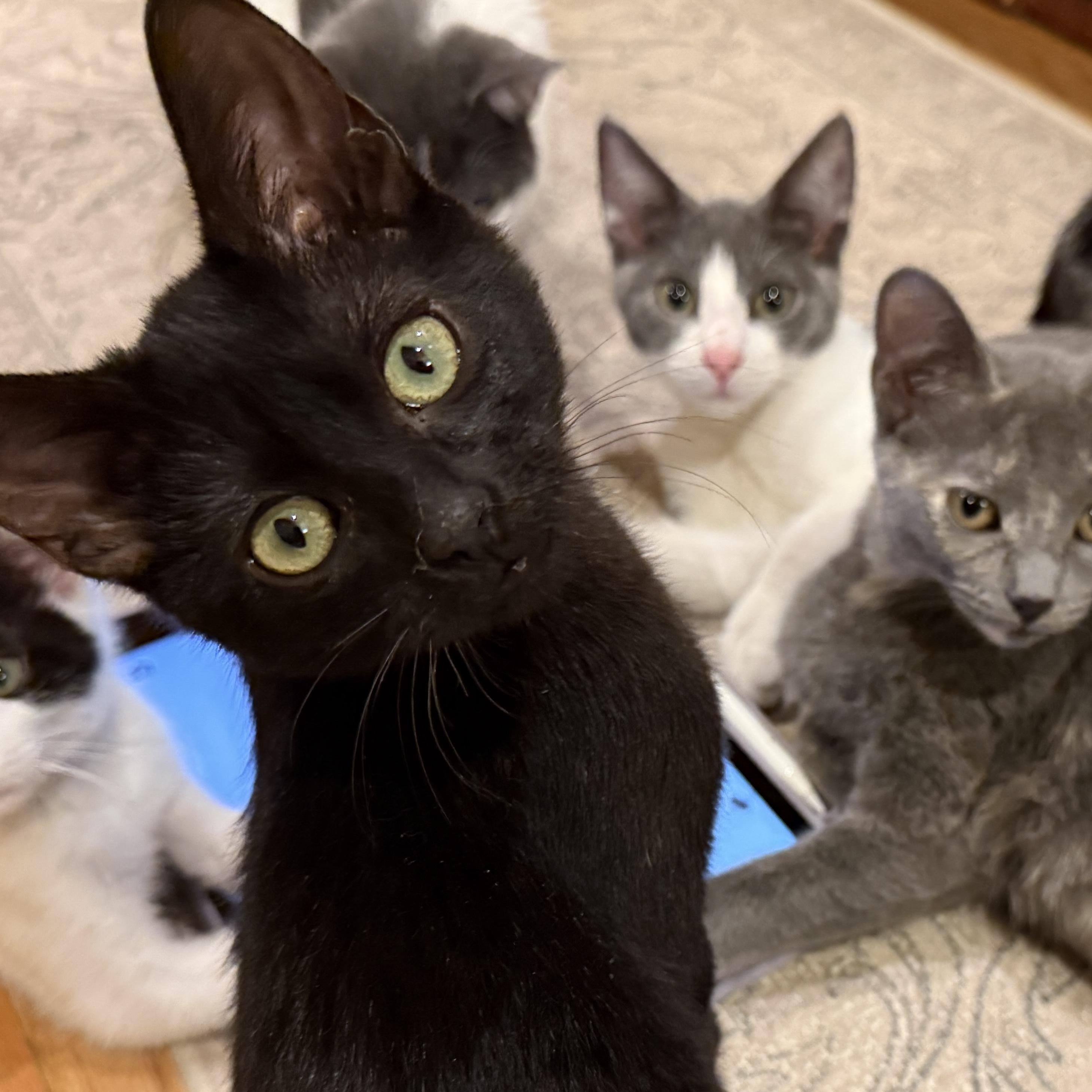 Enlarge Nox, an adoptable Domestic Short Hair in Palatine, IL image 1/3