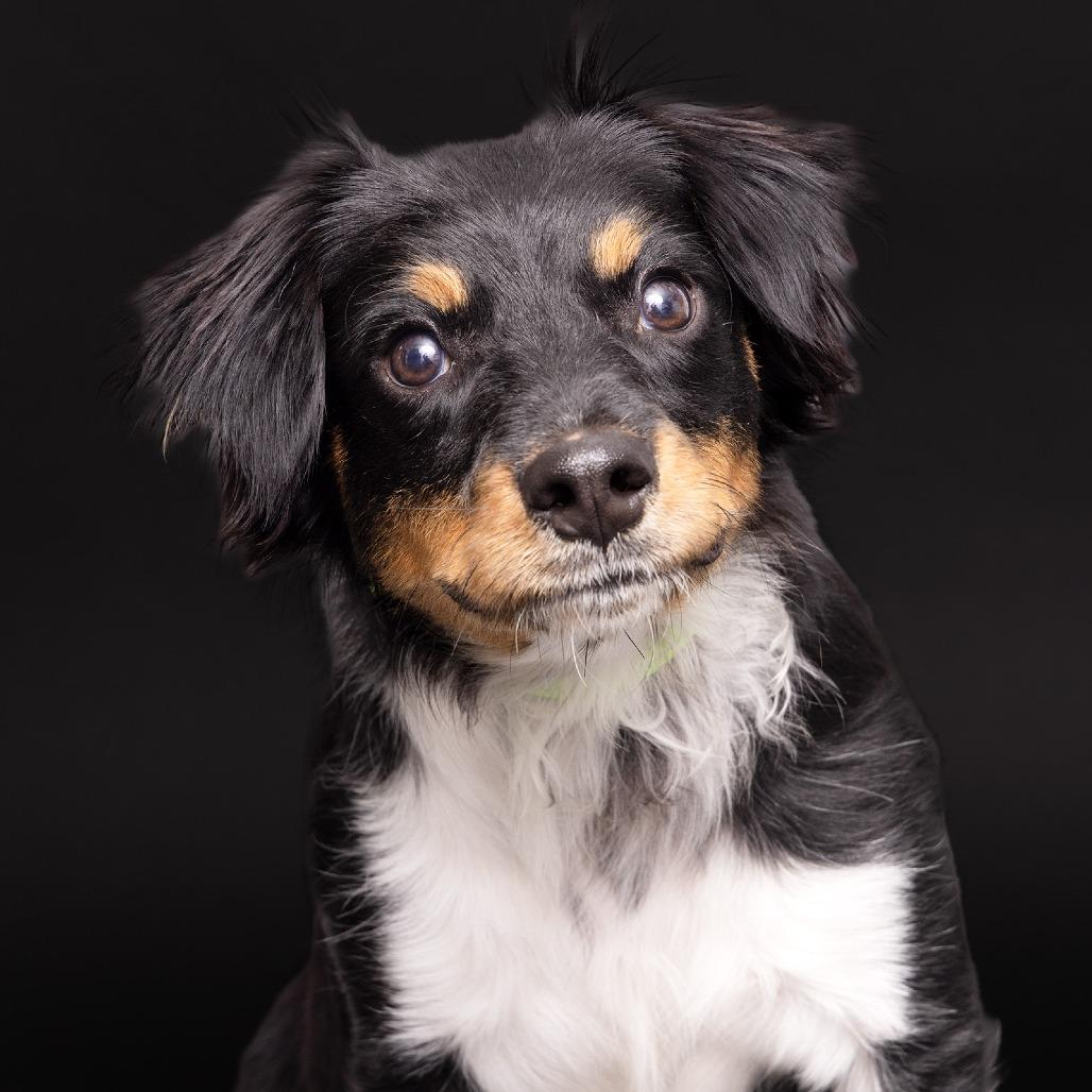 Fieri, Adoptable, Puppy Male Mixed Breed.