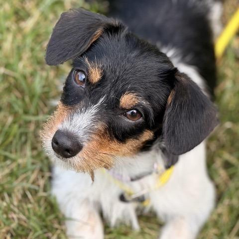 Sissy, a Adoptable mixed breed in Sparta, NJ image 1/6