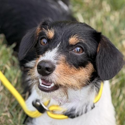 Sissy, a Adoptable mixed breed in Sparta, NJ image 2/6