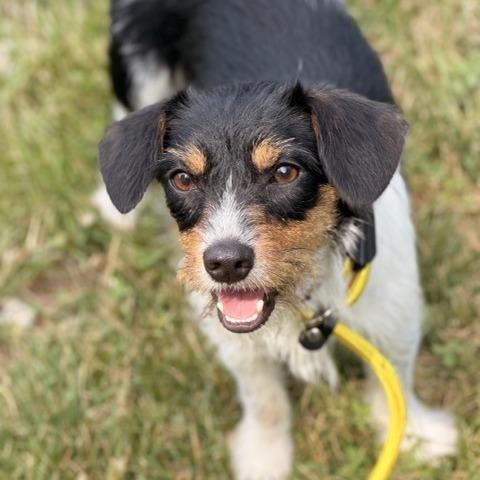 Sissy, a Adoptable mixed breed in Sparta, NJ image 5/6