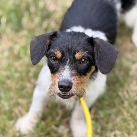 Sissy, a Adoptable mixed breed in Sparta, NJ image 6/6