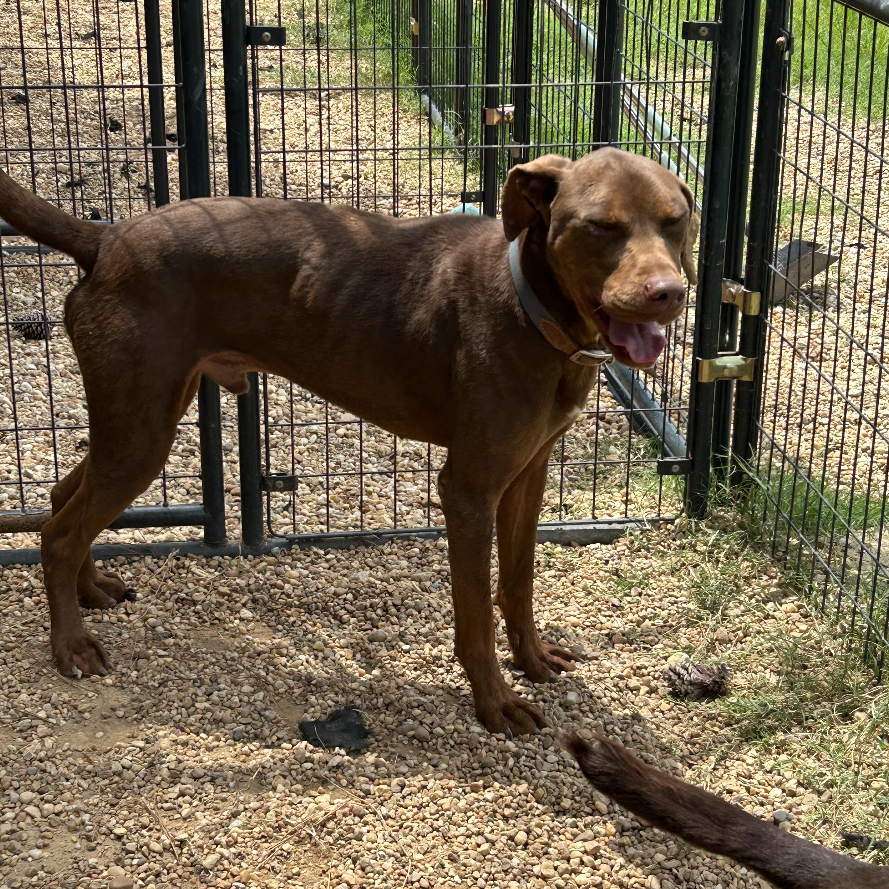 Moose, ADOPTABLE, Adult Male Doberman Pinscher.