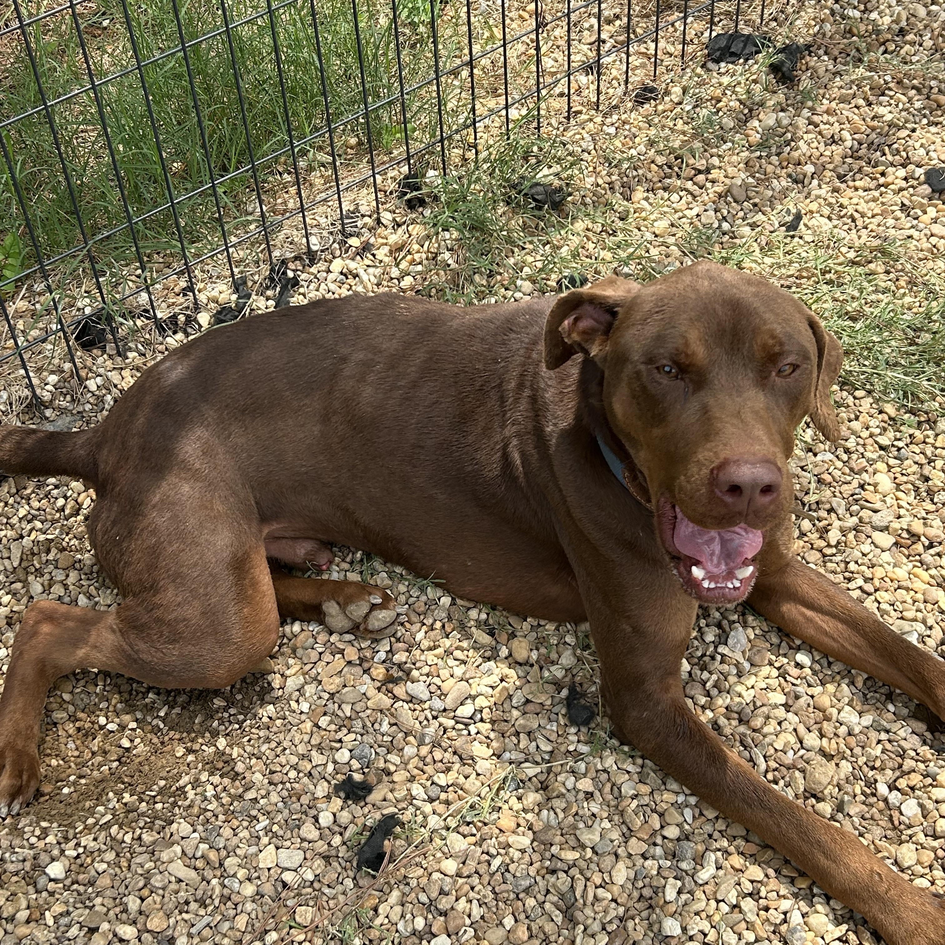 Moose, a ADOPTABLE Doberman Pinscher in Charles City, VA image 2/5