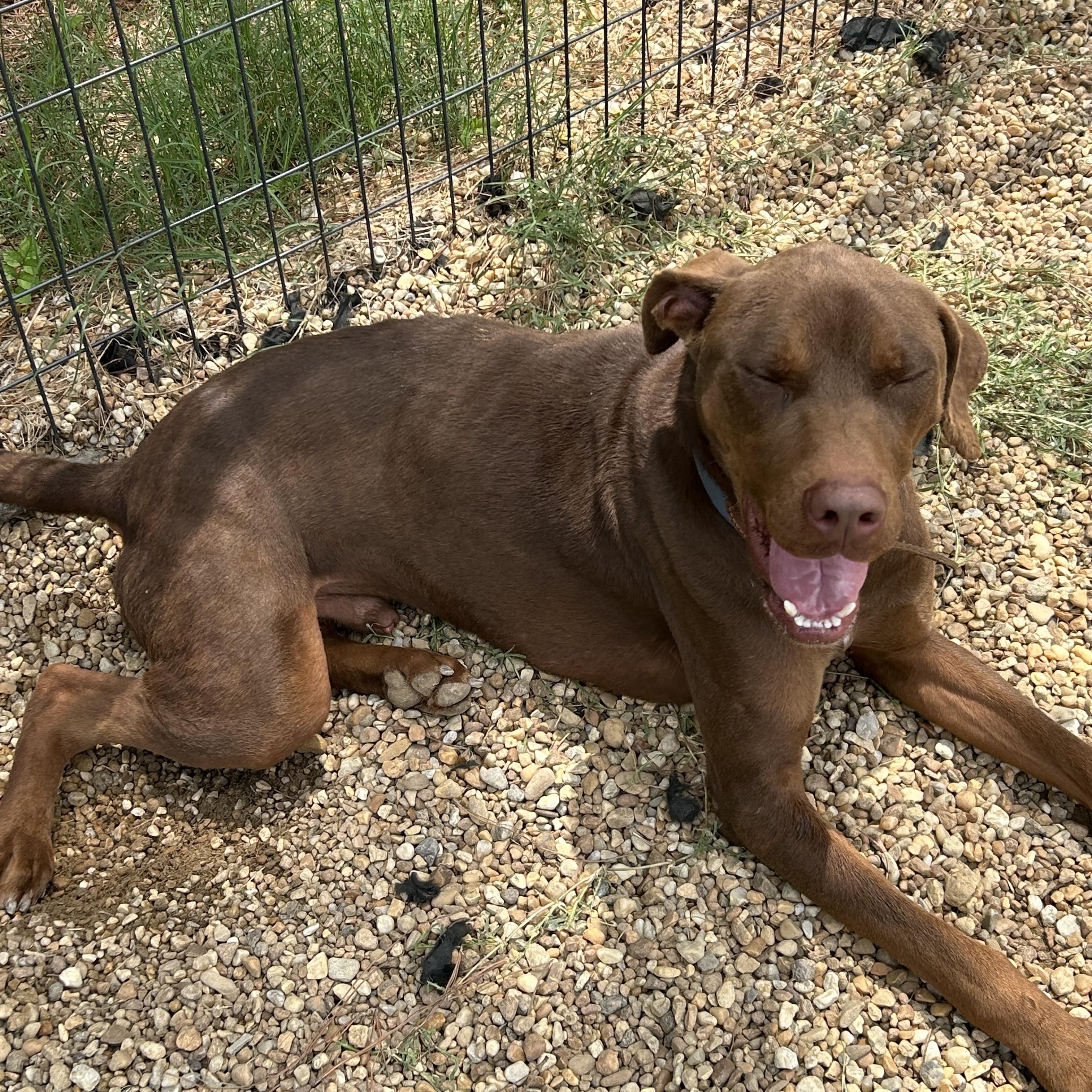Moose, a ADOPTABLE Doberman Pinscher in Charles City, VA image 4/5