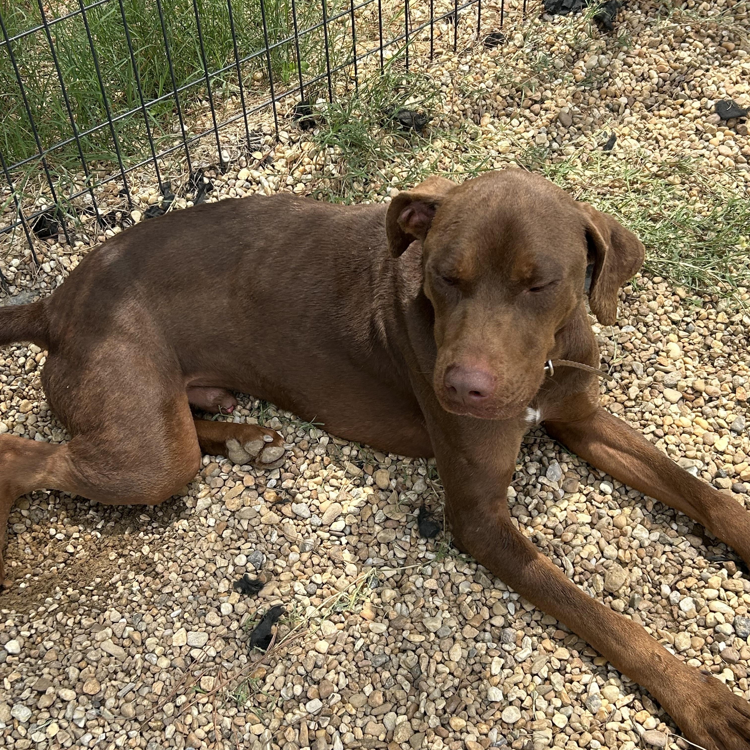 Moose, a ADOPTABLE Doberman Pinscher in Charles City, VA image 5/5