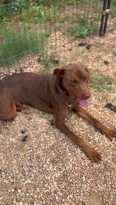 Enlarge Moose, a ADOPTABLE Doberman Pinscher in Charles City, VA video 3/5