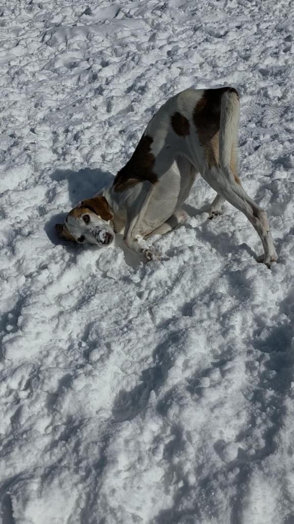 Enlarge Hugh, a Adopted Coonhound in Sprakers, NY image 2/2