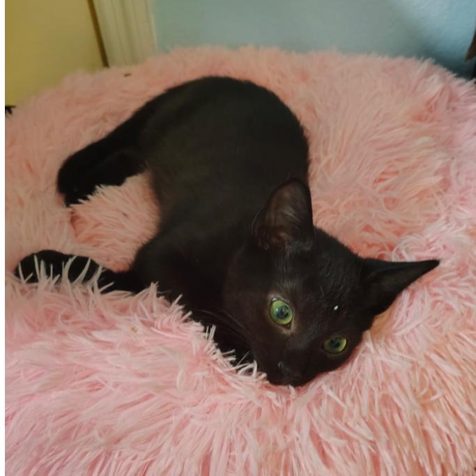 Xannos, Adoptable, Kitten Male Domestic Short Hair.