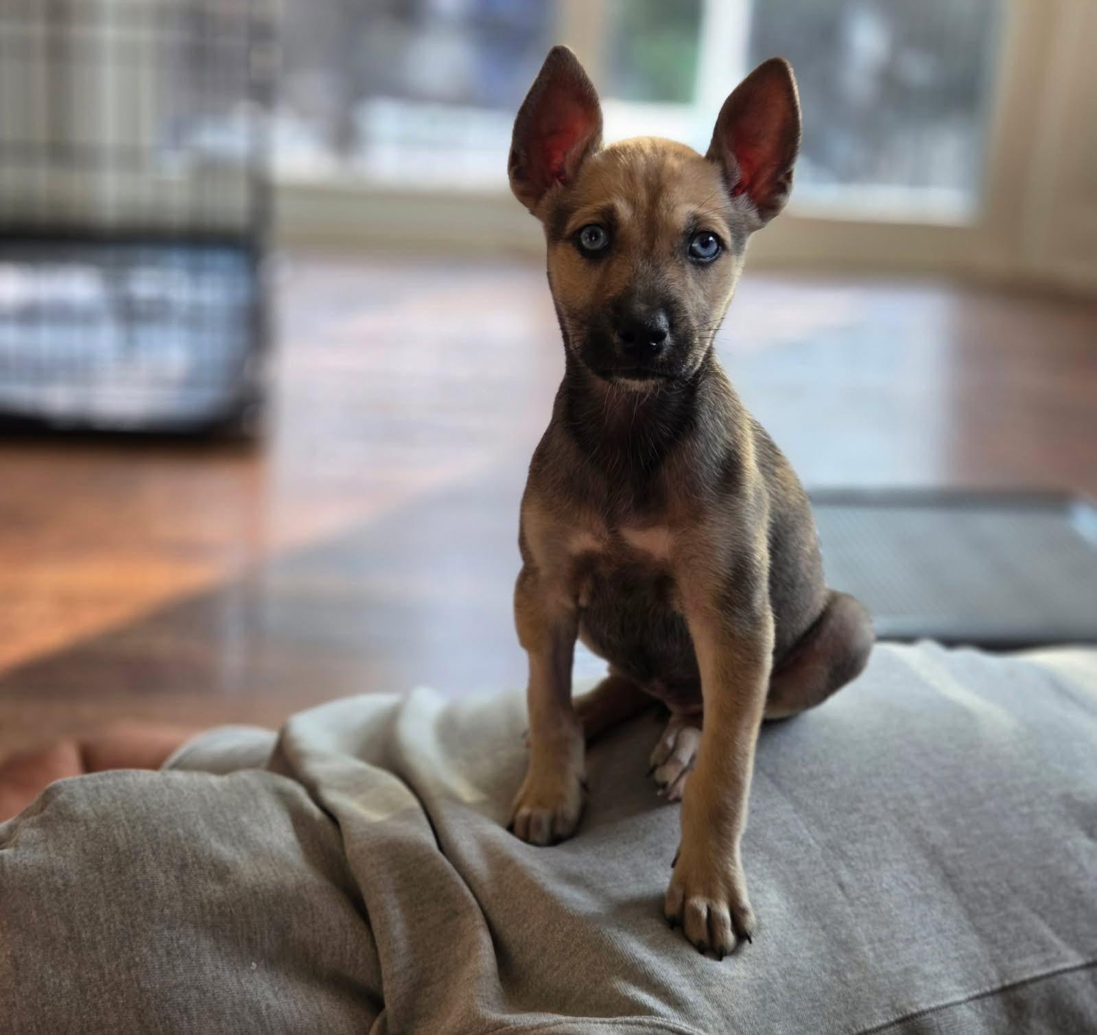 Cloe & Siblings, ADOPTABLE, Puppy Female German Shepherd Dog & Husky.